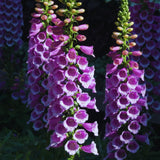 2 Purple Foxglove Flower Live Plants, Flower Plant, 3 Inch Pot