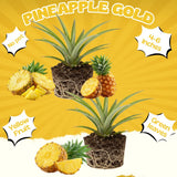 2 Elite Gold Pineapple Live Plants, Sweet Edible Fruit, 4-6 Inch Tall