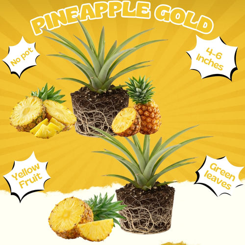 2 Elite Gold Pineapple Live Plants, Sweet Edible Fruit, 4-6 Inch Tall