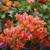 2 Orange Bougainvillea Live Plants, Patio Container Plant, 5-7 Inch Tall