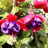 Blue Fuchsia Live Plant, Long Blooming Flower, 4-8 Inch Tall, 5 Inch Pot
