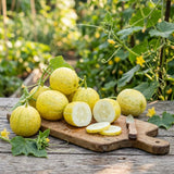 2 Lemon Cucumber Live Plants, High Yield Vegetable Plant, 6-8 Inch Tall