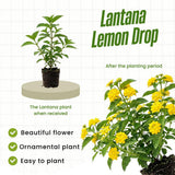 2 Yellow White Lantana Live Plants, Indoor Outdoor Plant, 4-7 Inch Tall