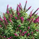 2 Raspberry Buddleia Live Plants, 5-9" Butterfly Bush for Outdoor Gardens