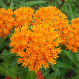 2 Orange Milkweed Live Plants, Asclepias Tuberosa, 4-6 Inch Tall