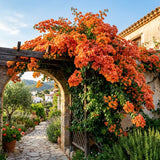 2 Orange Bougainvillea Live Plants, Long Blooming Vine, 4-9 Inch Tall