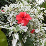 4 Variegated Red Hibiscus Plants Live, 4-8 Inch Tall