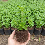 2 Sweet Stevia Plants Live, Outdoor Garden Plant, 4-6 Inch Tall