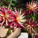 Fishbone Cactus Epiphyllum Live Plant, Houseplant, 2 Inch Pot