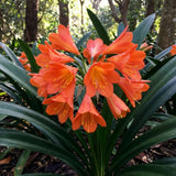 Orange Clivia Miniata Live Plant, Clivia Miniata Lily, 6 Inch Pot