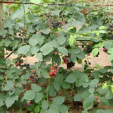 2 Sweet Blackberries Plant Live, Sweet Fruit, 4-7 Inch Tall