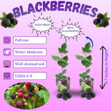 2 Ouachita Blackberries Plant Live, Sweet Fruit, 4-7 Inch Tall