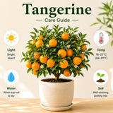 Grafted Tangerine Fruit Tree, Sweet Fruit Tree, 2-3 Ft Tall, 1 Gallon Pot
