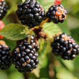 2 Triple Crown Thornless Blackberries Plant Live, Sweet Fruit 4-7 Inch Tall