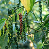 Black Pepper Plant Live, Patio Container Plant, 4-6 Inch Tall