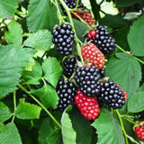 3 Rare BlackBerry Plants Live, Fruit Berry Plant, 3-7 Inch Tall