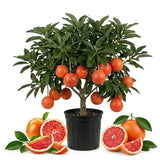 Blood Orange Live Plant, Citrus Fruit Tree, 1-2 Ft Tall, 1 Gallon Pot