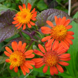 4 Orange Mexican Flame Vine Plants Live, 4-6 Inch Tall