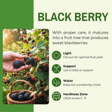 2 Ouachita Black Berry Plants, Blackberries Bush, 4-6 Inch Tall