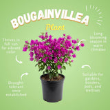 2 Dark Purple Bougainvillea Plants Live, Home Garden Plant, 4-6 Inch Tall