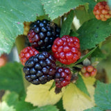 2 Sweet Boysenberry Plants, Starter Plant, 4-6 Inch Tall