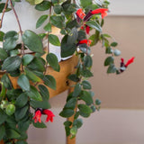 Red Lipstick Live Plant, Well-Rooted Houseplant, 2 Inch Pot