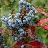 3 Random Grape Vine Plants Live, Fruit Vine, 3-5 Inch Tall