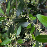 2 Olive Trees Live Plants, Patio Container Tree, 4-6 Inch Tall
