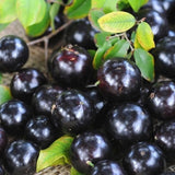Jaboticaba Tree Live Plant, Outdoor Garden Fruit Tree, 1 Ft Tall