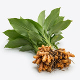 2 Turmeric Live Plants, 4-6 Inch Tall