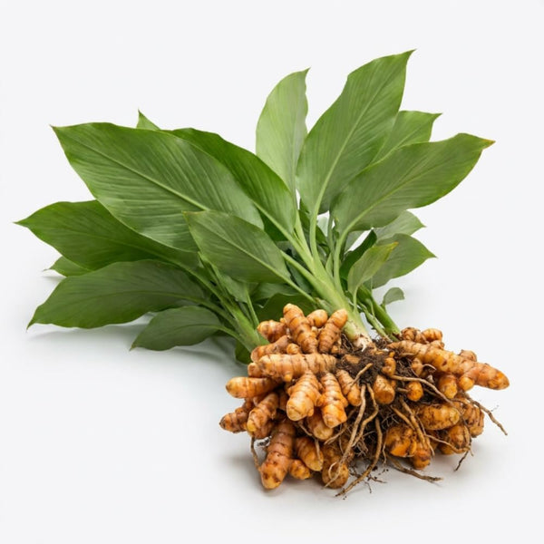 2 Turmeric Live Plants, 4-6 Inch Tall