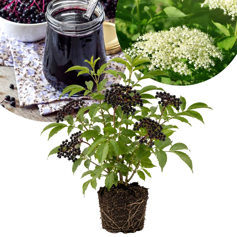 Black Elderberry Plant Live, 6-12 Inch Tall, Fast Growing Ornamental Elderberry Shrub, Outdoor Planting