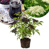 Black Elderberry Plant Live, 6-12 Inch Tall, Fast Growing Ornamental Elderberry Shrub, Outdoor Planting