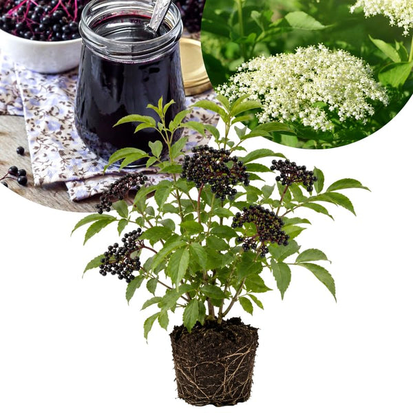 Black Elderberry Plant Live, 6-12 Inch Tall, Fast Growing Ornamental Elderberry Shrub, Outdoor Planting