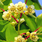 Hardy Kiwi Live Plant, Fruit Vine Plant, 4-6 Inch Tall