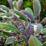 4 Tricolor Salvia Sage Bushes Plants Live, 4-6 Inch Tall