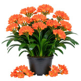 Orange Clivia Miniata Live Plant, Clivia Miniata Lily, 6 Inch Pot