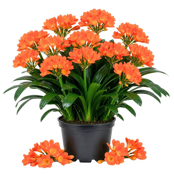 Orange Clivia Miniata Live Plant, Clivia Miniata Lily, 6 Inch Pot