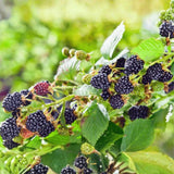 2 Sweet Black Berry Plants, Blackberries Bush, 4-6 Inch Tall