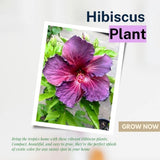 Purple Hibiscus Plant 5-7 Inch Tall