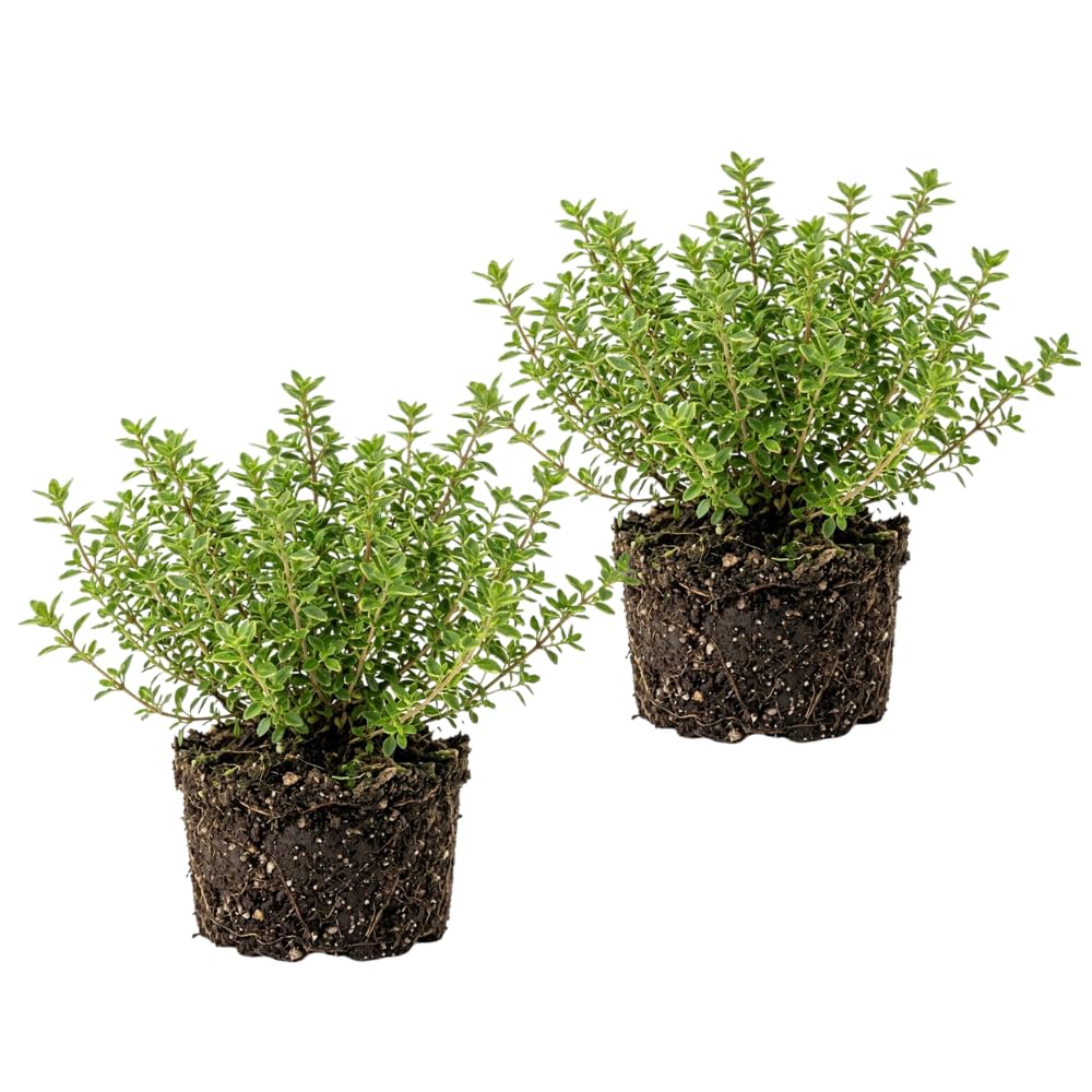2 Live Thyme Plants, Outdoor Garden Plant, 4-6 Inch Tall