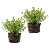 2 Live Thyme Plants, Outdoor Garden Plant, 4-6 Inch Tall