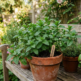 3 Peppermint Plants Live, Perennial Herb Plants, 4-7 Inch Tall