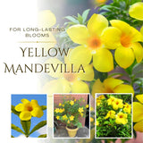 2 Yellow Live Mandevilla Plants, Ready to Grow Plant, 4-6 Inch Tall