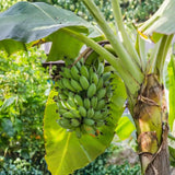 Sweet Banana Plant Live, Sweet Fruit Banana Tree 4-7 Inch Tall