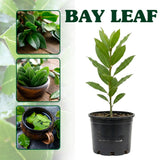 Bay Laurel Live Plant, Laurus Nobilis Plant, 10-12 Inch Tall