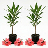 Set 2 Dwarf Oleander Plants Live, Oleander Plant, 4-6 Inc Tall