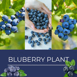 2 Springhigh Blueberry Plants Live, Outdoor Garden Plant, 4-7 Inch Tall