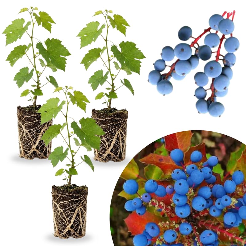 3 Blue Grape Vine Live Plants, Edible Fruit Vine, 3-5 Inch Tall