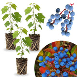 3 Blue Grape Vine Live Plants, Edible Fruit Vine, 3-5 Inch Tall